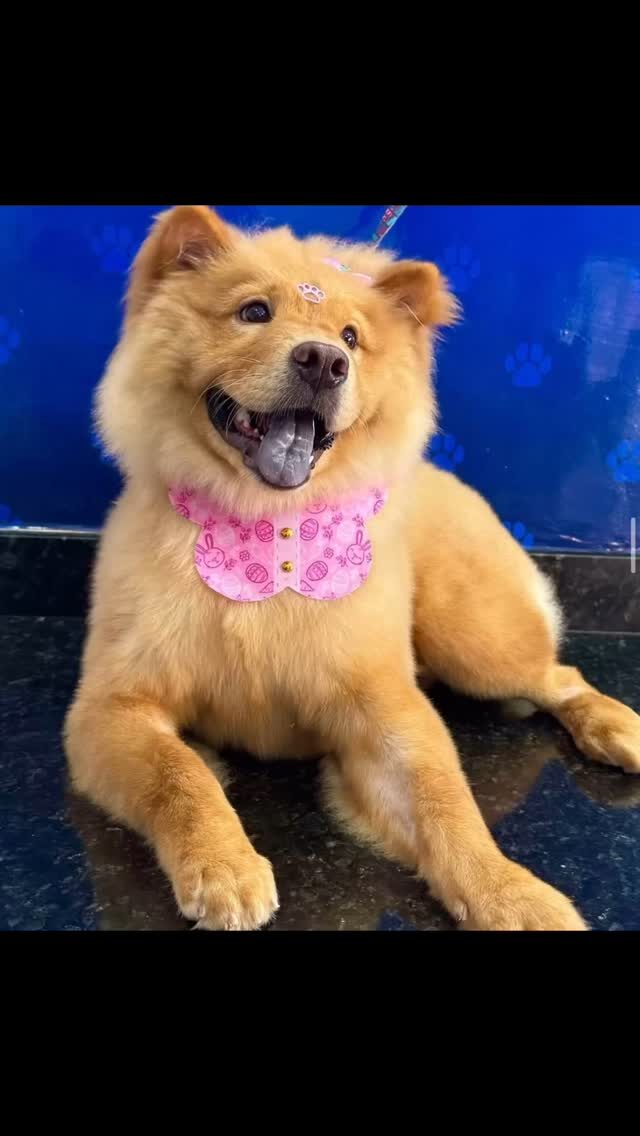 Instagram post from blue_petss. This post is in position 7.