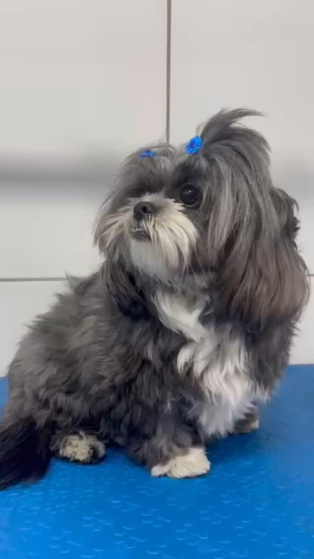 Instagram post from blue_petss. This post is in position 3.