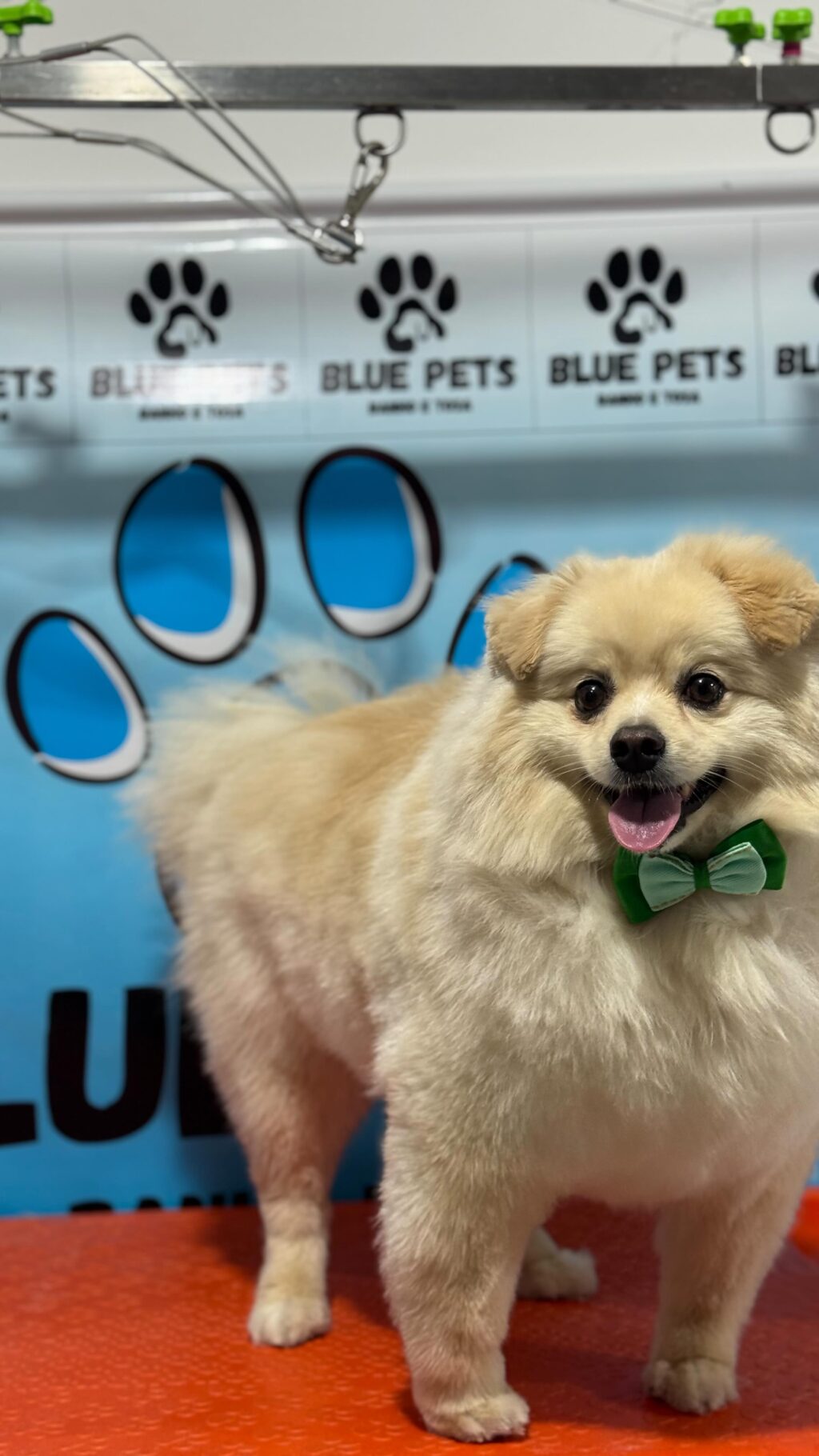 Instagram post from blue_petss. This post is in position 3.